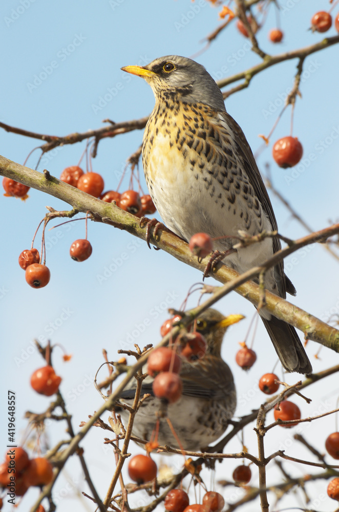 Bird Thrush who loves to eat mountain ash.