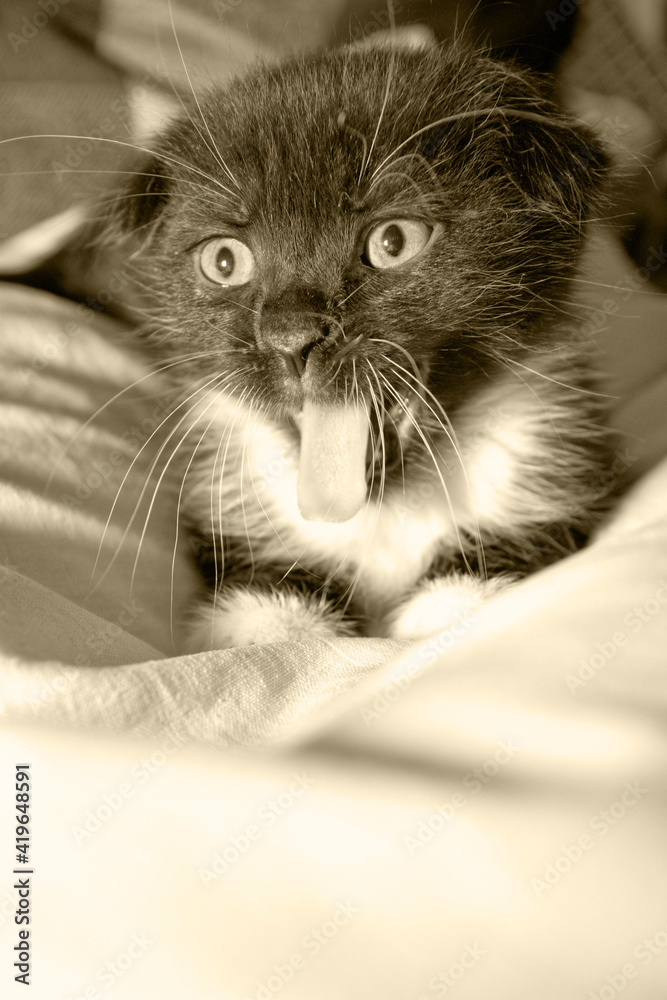 The little kitten is angry.