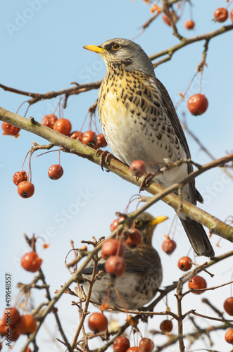 Obraz na płótnie Bird Thrush who loves to eat mountain ash. w salonie