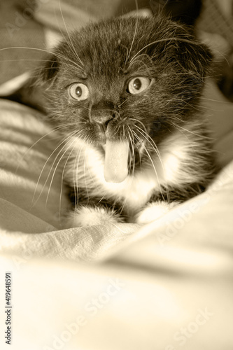 Obraz na płótnie The little kitten is angry. w salonie