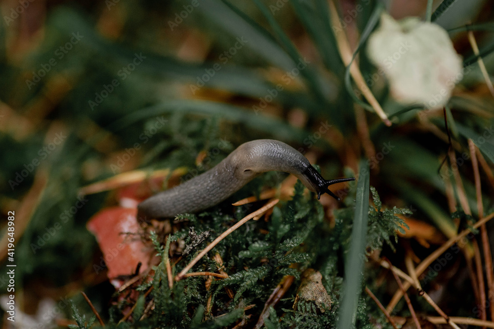 Autumn season in Minsk, Belarus. Macro photography of snail without shell on the moss in the forest. Detailed photo of shiny wet slug on the green background.