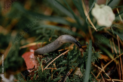 Autumn season in Minsk, Belarus. Macro photography of snail without shell on the moss in the forest. Detailed photo of shiny wet slug on the green background.