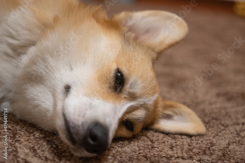 corgi puppy in the room on the carpet,