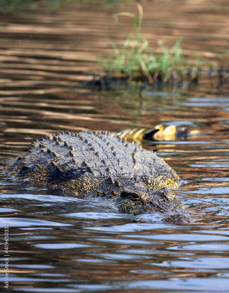 Close up of a crocodile in the Chobe River, Botswana
Close up of a crocodile in the Chobe River, Botswana