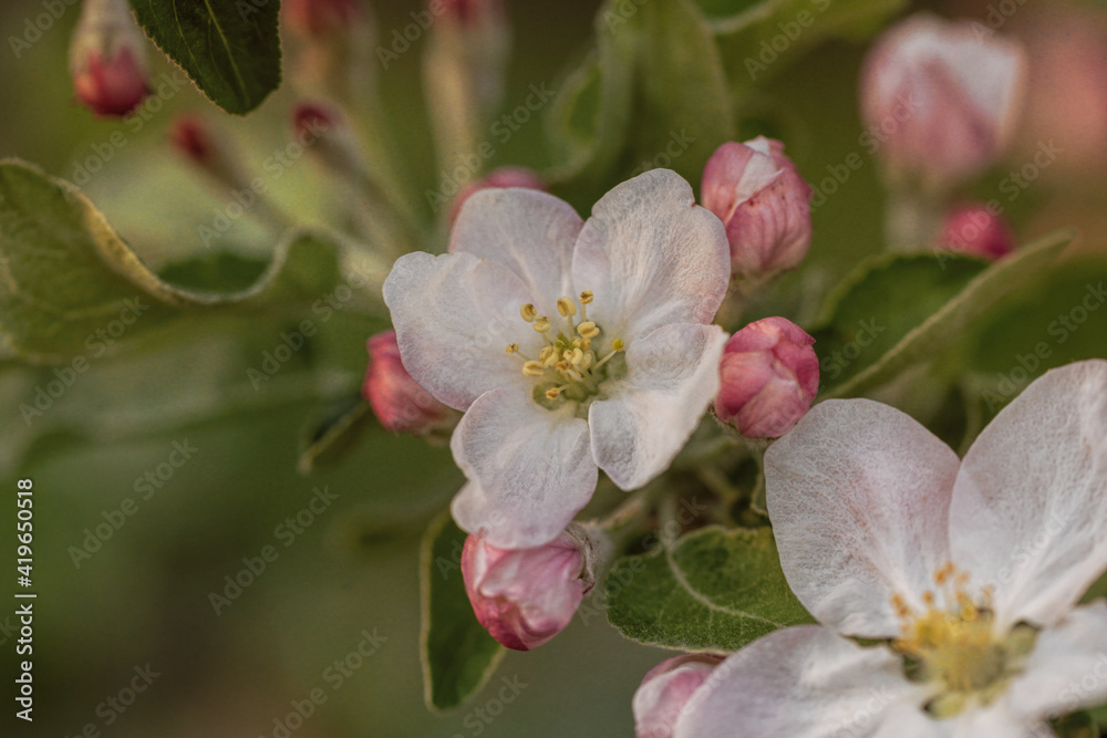 Delicate pink and white apple blossom. Spring holiday card Delicate pink and white apple blossom. Spring holiday card