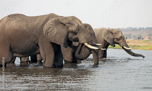 Photography Herd of elephants in the Chobe river, Botswana