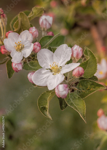 Delicate pink and white apple blossom. Spring holiday card