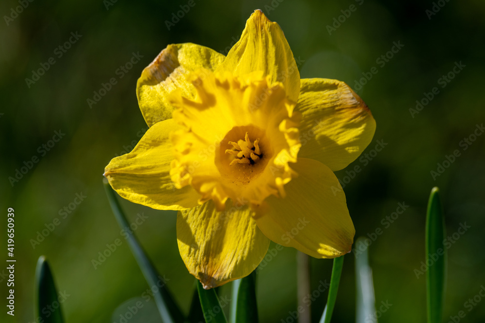 Close up view of a daffodil flower in sunlight Close up view of a daffodil flower in sunlight