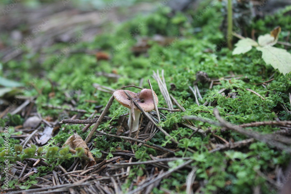mushroom in the forest mushroom in the forest