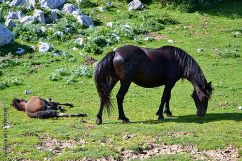 horse and foal in the field