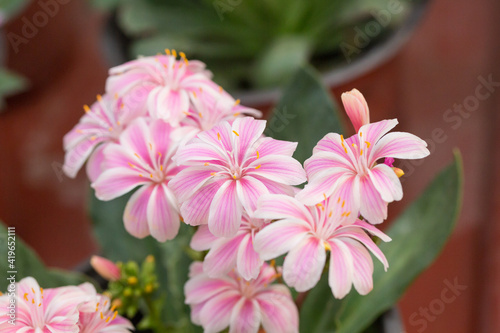 Blooming flowers with dew flowers and green leaves，Lewisia cotyledon
