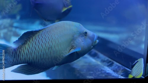 exotic fish Humphead wrasse, Cheilinus undulatus swims in a large aquarium