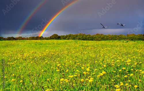 Spring blossoming dandelion field , above cloudy sky with double rainbow and ...