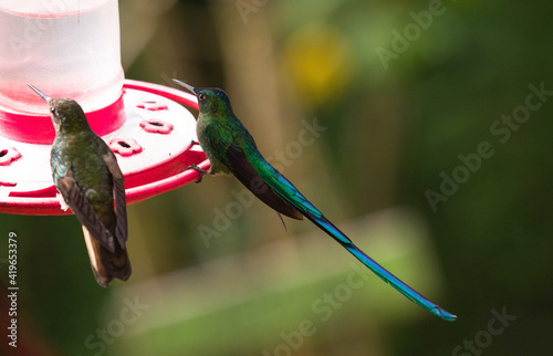 Green buff-tailed coronet and long-tailed sylph hummingbird sitting at bird feeder in Cocora Valley Salento Colombia photo