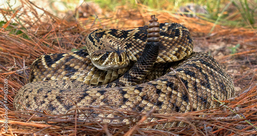 Fotografie eastern diamondback rattlesnake (crotalus adamanteus) coiled in strike pose, ton