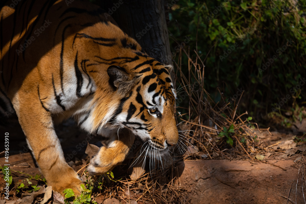 Fototapeta premium tiger wildlife mammal predator, wild carnivore animal, bengal tiger showing in zoo
