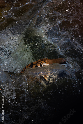 tiger wildlife mammal preda...