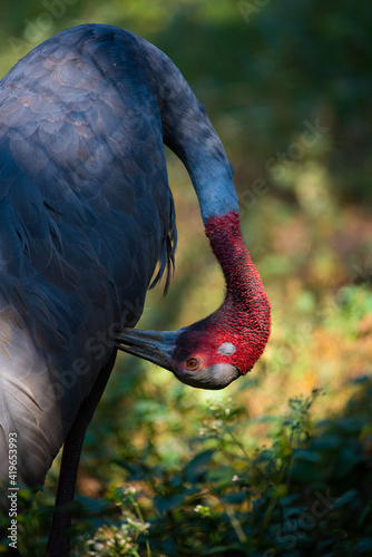 Eastern Sarus Crane (Antigone antigone sharpii), wild bird in wildlife nature field photo