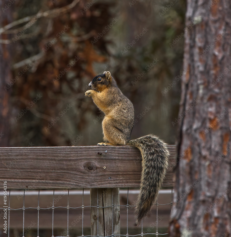 Obraz premium sherman's fox squirrel eating on a wooden fence board with tail hanging, long leaf pine tree blurred in foreground with selected focus