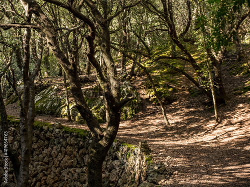 walking path with magical ambient paved with rocks towards the tourist attraction of the famous Es Freu (Orient), hiking area near the village of Bunyola on the balearic island of mallorca, spain
