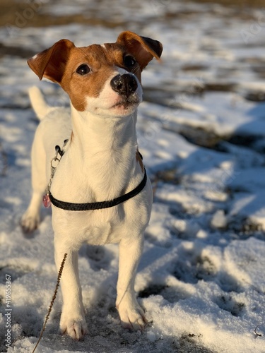 Fototapeta Naklejka Na Ścianę i Meble -  dog jack russell terrier breed close-up on a background of snow