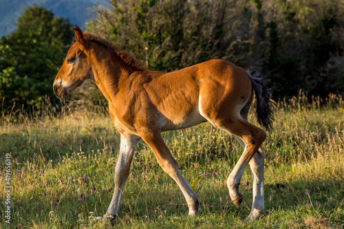 young foal living in the wild in the mountains of the Drôme, France © serge
