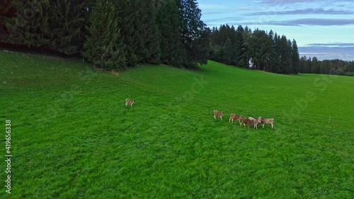 Aerial view of Allgäu pasture. Young calves. Bavarian landscape. Alps.