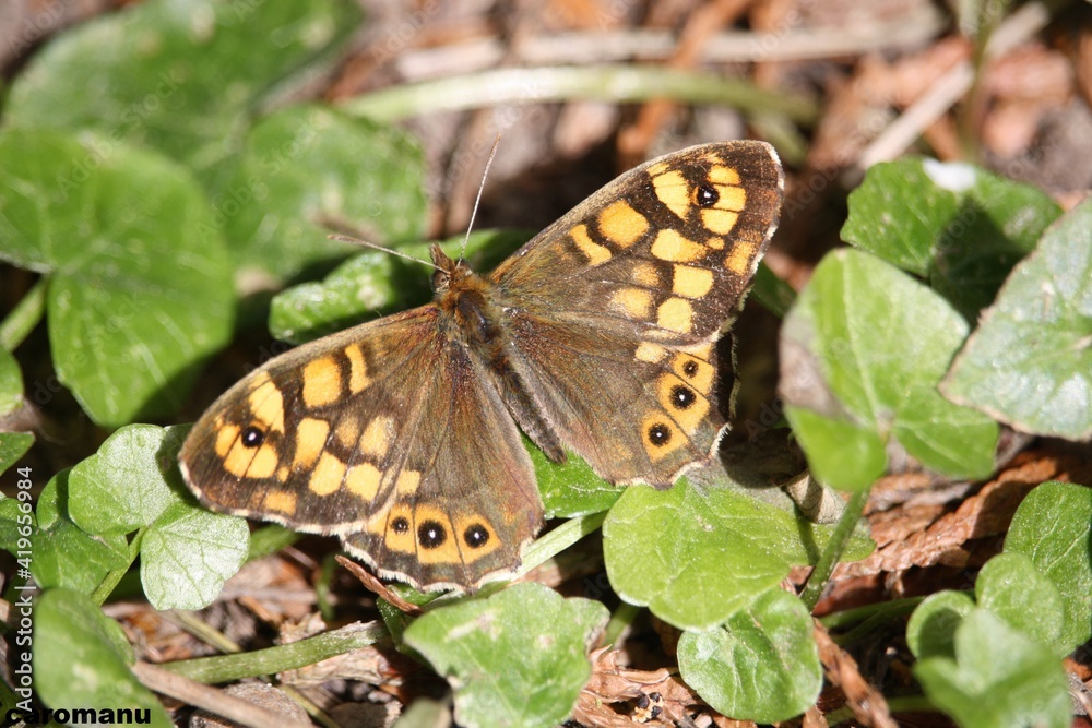 Obraz premium Tircis