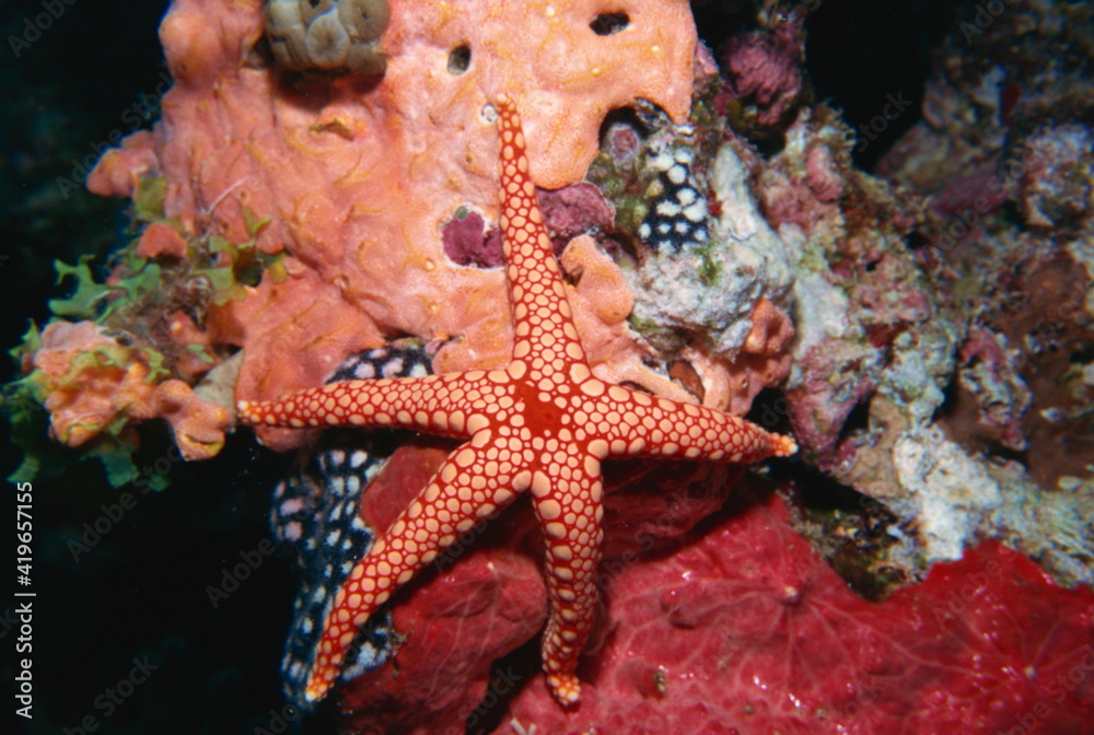 Starfish and soft corals, Hurgada, Red Sea, Egypt Starfish and soft corals, Hurgada, Red Sea, Egypt