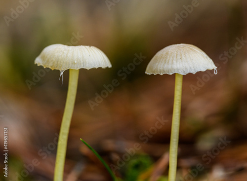 small mushrooms with creamy white caps