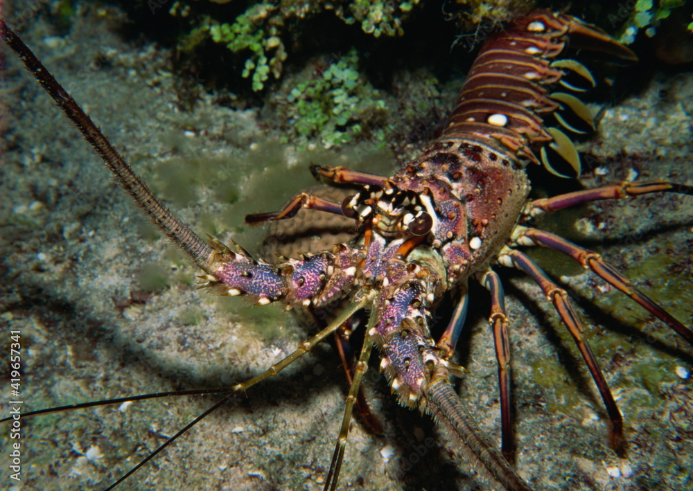 Close-up of a spiny lobster, Caribbean Sea Close-up of a spiny lobster, Caribbean Sea