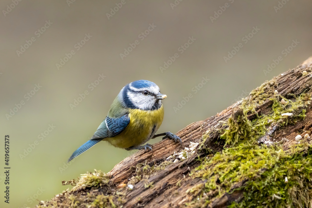 Blue tit at a feeding place at the Mönchbruch pond in a natural reserve in Hesse Germany. Looking for food in winter time. Blue tit at a feeding place at the Mönchbruch pond in a natural reserve in Hesse Germany. Looking for food in winter time.
