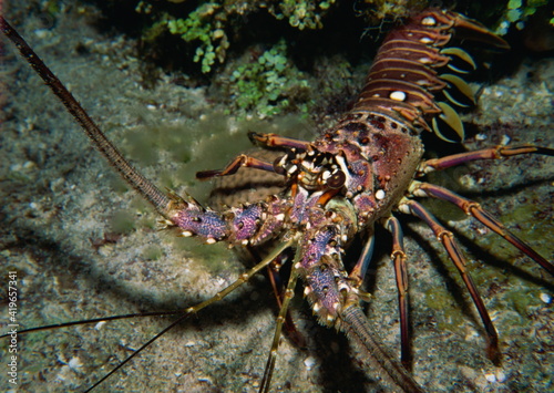 Close-up of a spiny lobster, Caribbean Sea