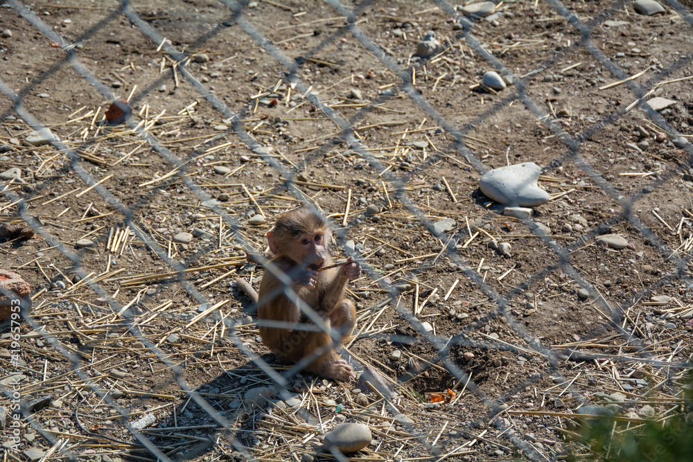 Baby monkey behind bars in the zoo's aviary. Emotional sad look at the camera. Baby monkey behind bars in the zoo's aviary. Emotional sad look at the camera.
