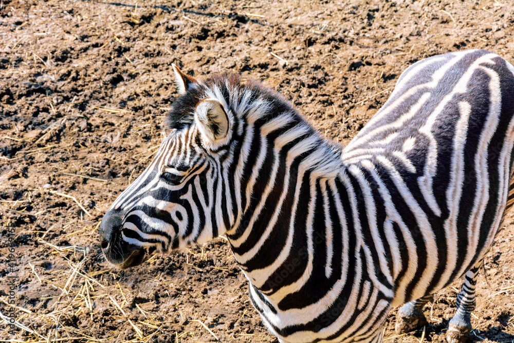 Zebra in the zoo aviary. Spring sunny day. Close-up colorful photo. Zebra in the zoo aviary. Spring sunny day. Close-up colorful photo.