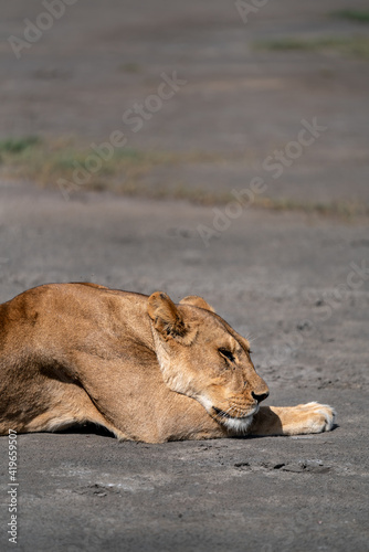 African wildlife