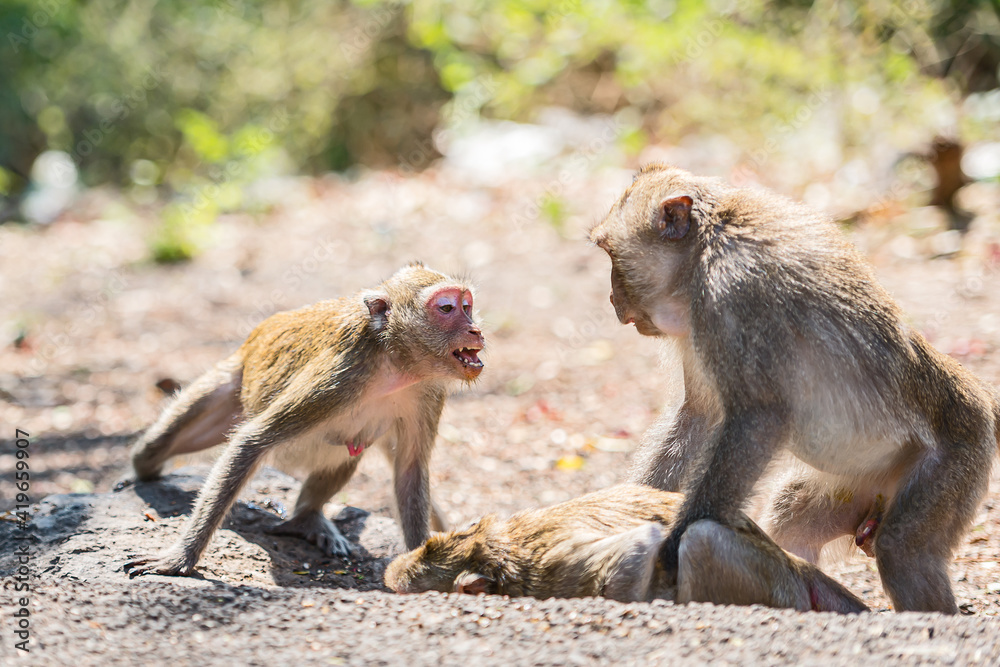 The monkeys show their dominance to take over the females.