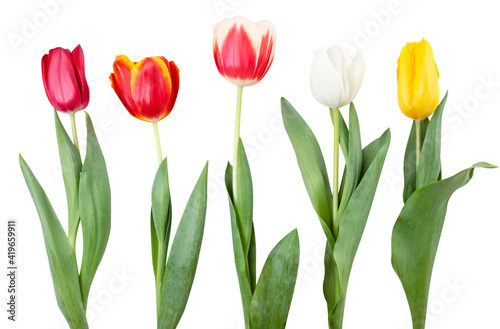 Set of multi-colored tulips on a white background. Isolated