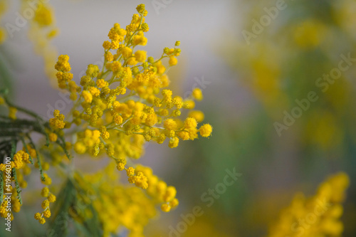 Obraz na płótnie beautiful mimosa flowers w salonie
