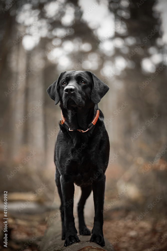 stolzer Hund stolzer Hund