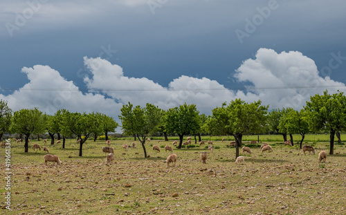 Wallpaper Mural sheeps on the field with dramatic sky on the balearic island of Mallorca, Spain Torontodigital.ca