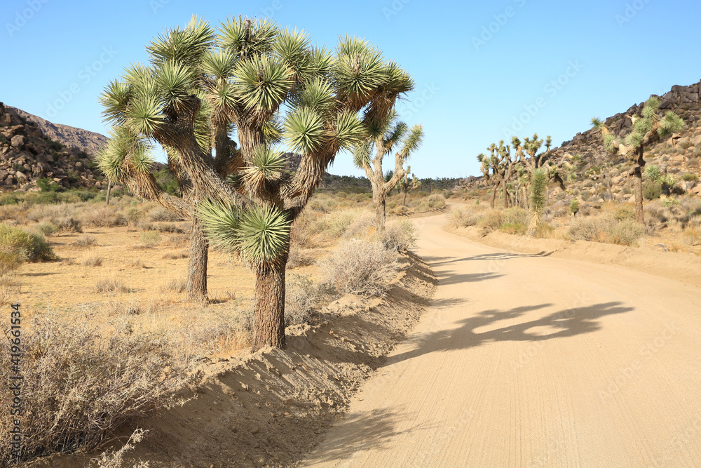 Dirt road in Joshua Tree National Park, California, USA
