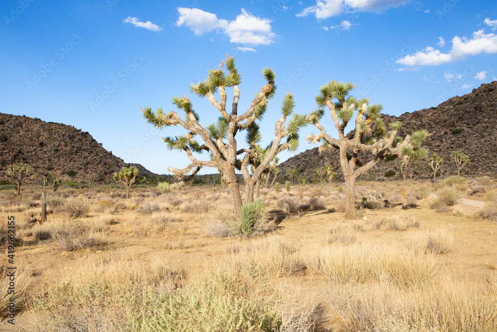 Joshua Tree National Park in California, USA