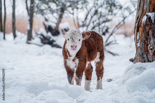 Fototapet Spotted calf in a snowy winter village yard (376)
