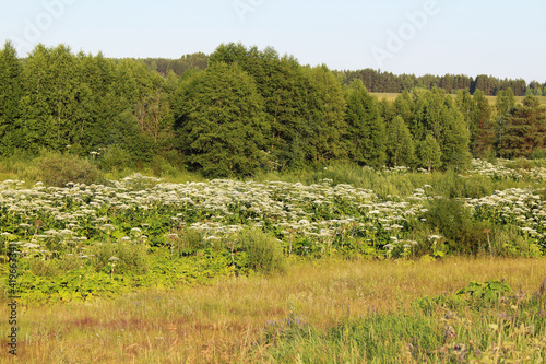 Valokuva Hogweed plant in the forest by the road