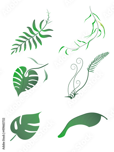 botany leaf isolate on white background