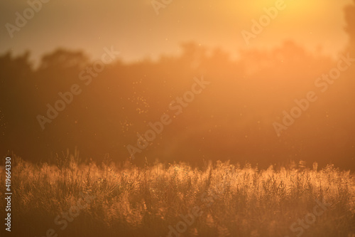 Sonnenuntergang   ber einem Getreidefeld