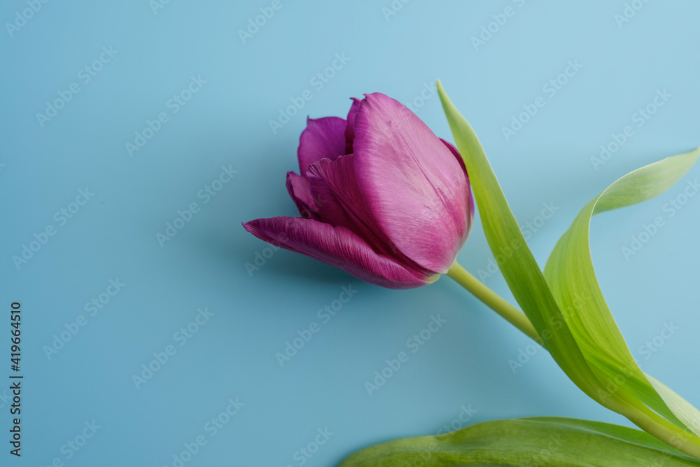light easter background with pink or purple tulip. spring March flower. bud, petals, stamens, and green leaves. space for text light easter background with pink or purple tulip. spring March flower. bud, petals, stamens, and green leaves. space for text