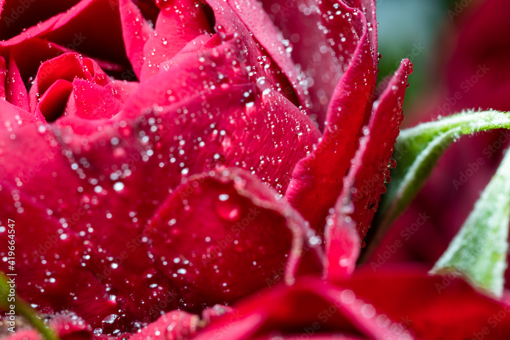Small buds of red roses with water drops