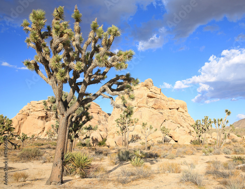 Joshua Tree National Park in California, USA